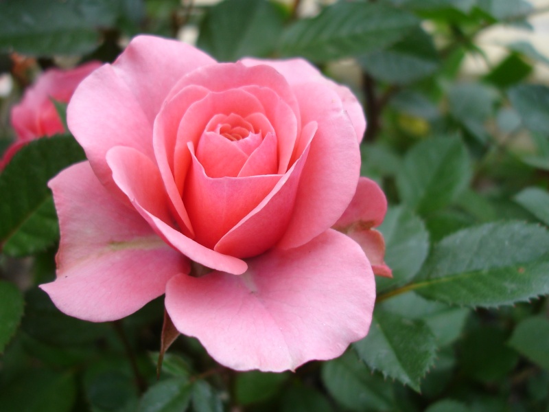 10 место: Роза, по европейской легенде, появилась из той же пены, из которой вышла Афродита.