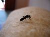 Гигантска мравка щипач