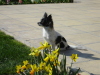 Пролетно куче