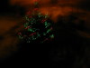 Christmas Tree in Fog (photo effects)